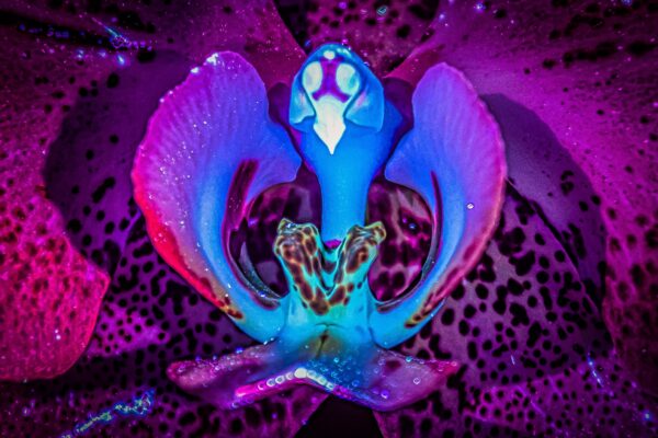Inside world of Orchid flower under UV light.Technique of focus stacking used to ensure sharp details throughout the depth of the image.