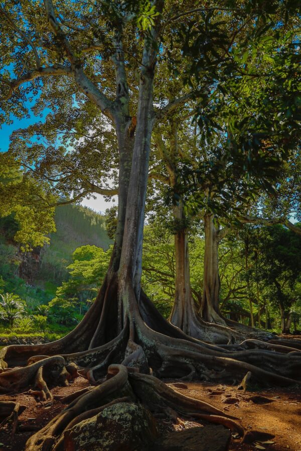 Botanical Garden Hawaii.Gigantic Moreton Bay fig trees featured in movie "Jurassic Park". They are 78 ft tall.