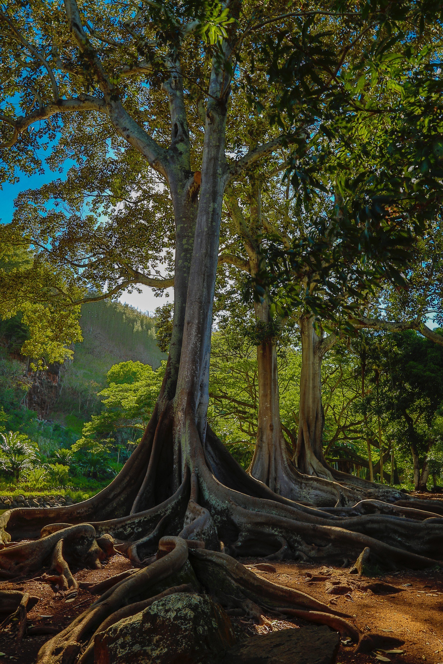 Botanical Garden Hawaii.Gigantic Moreton Bay fig trees featured in movie “Jurassic Park”. They are 78 ft tall. Botanical Garden Hawaii.Gigantic Moreton Bay fig trees featured in movie “Jurassic Park”. They are 78 ft tall.