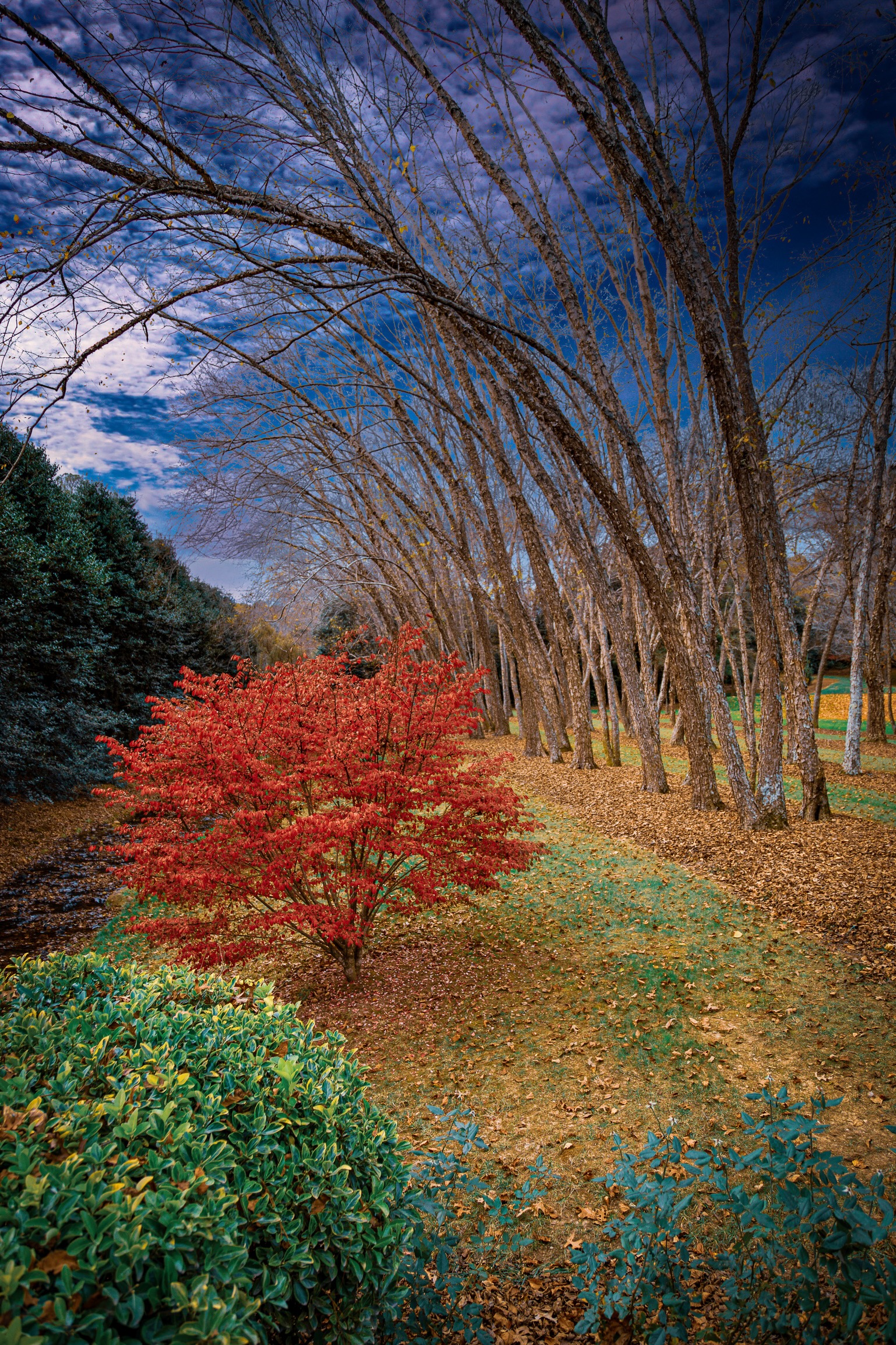 Gibbs Garden GA.Love the trees until their leaves fall off then encourage them to try again next year.Autumn is always beautiful in GA. Gibbs Garden GA.Love the trees until their leaves fall off then encourage them to try again next year.Autumn is always beautiful in GA.